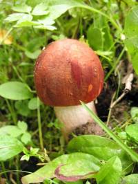 Фото 1 Фото 1