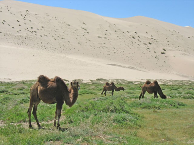 Монголия: Хонгорские Пески