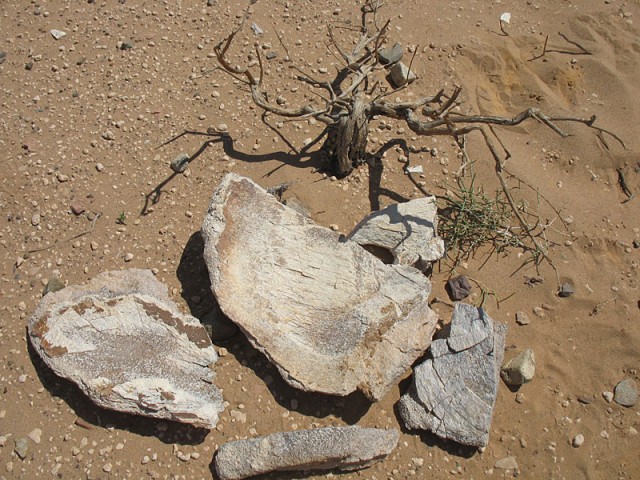 Окаменевшие куски дерева в Хермен-Цаве
