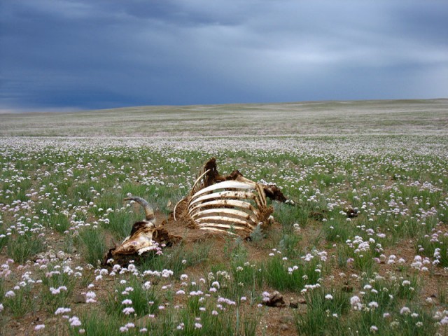 Круговорот Жизни и Смерти. Монголия, степь.