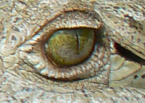 крокодилские глаза...без слезы