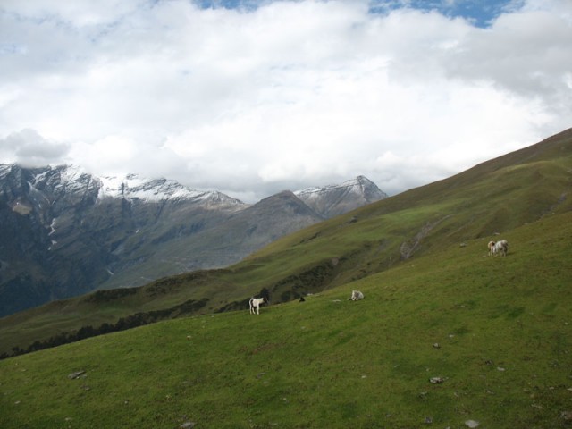 Альпийские луга в Гималаях