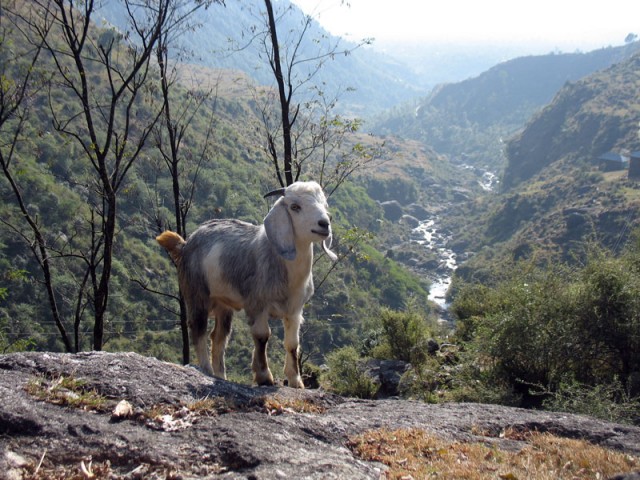 Гималайская коза