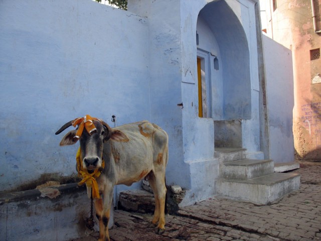 Храмовая корова