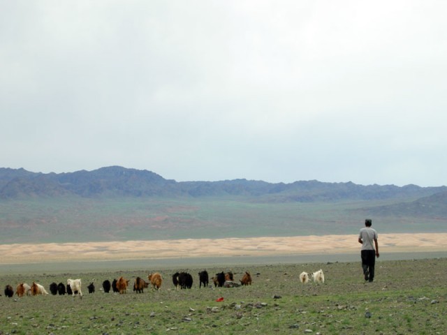 Стадо. Гоби. Монголия