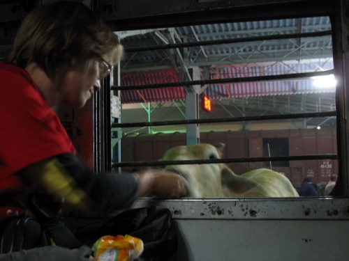 Корова на вокзале Корова на вокзале