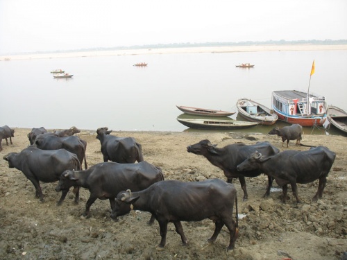 Буйволы Буйволы