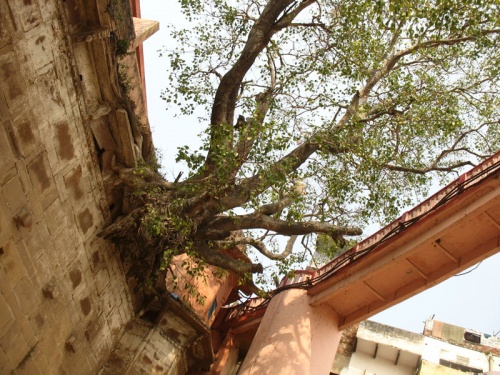 Небесное древо Небесное древо