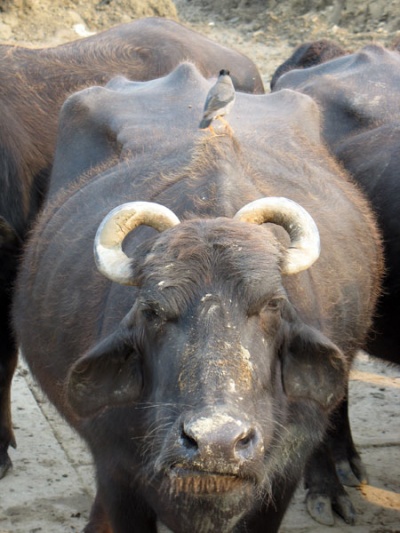 Буйвол Буйвол