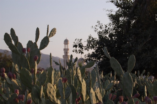 кактусы в цвету, а мечеть в кактусах