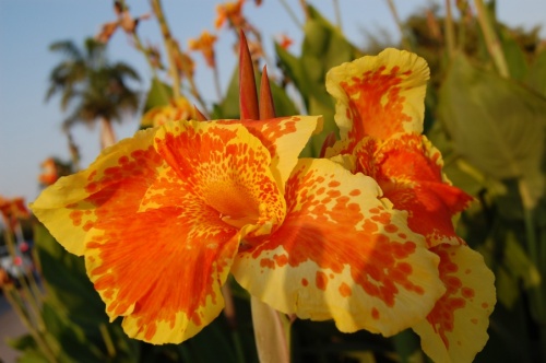 всем, кто досмотрел до этой фотографии - скромный оманский цветок:)