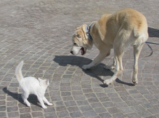 -,,   ,    ? --? - ?!