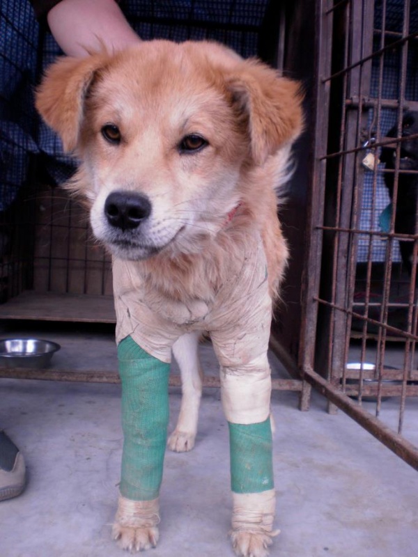 Street Dog Care -  , .