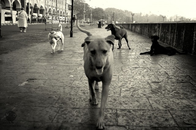 Mumbai Dogs 1