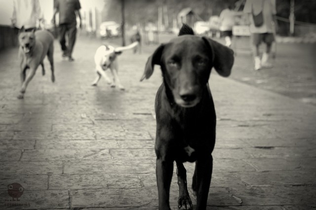 Mumbai Dogs 2