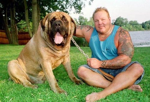 самая большая в мире собака