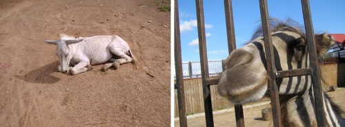 Индийские ослы ничуть не интереснее белорусских верблюдов