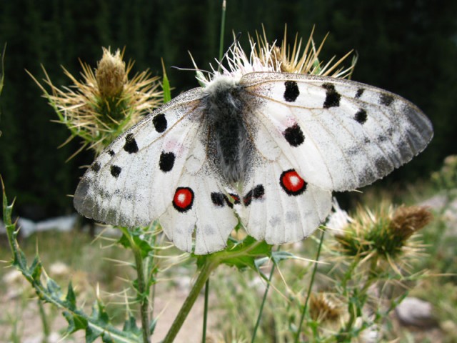 Горная бабочка