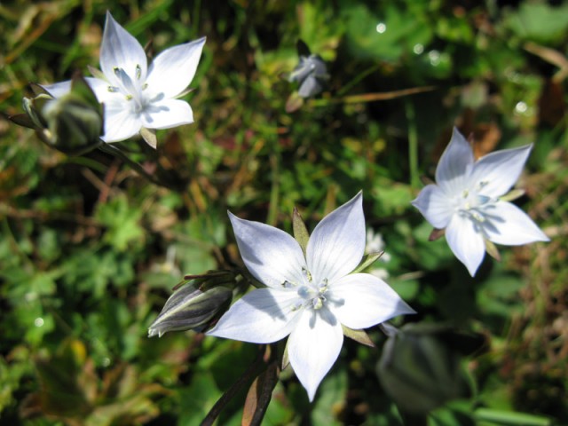 Цветы Тянь-Шаня