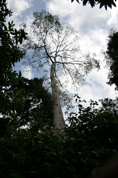 V Kharkove takie derev'ya ne rastut.