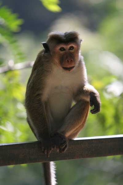 Pretty monkey)))