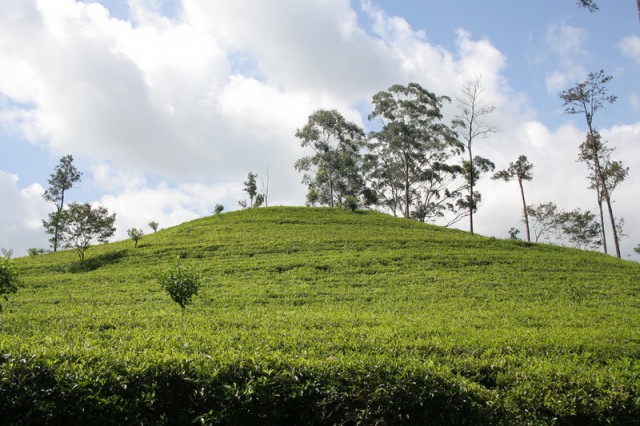 Chaynie plantacii Ella.