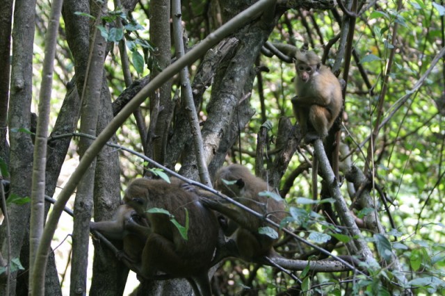 Utrenniy mocion obez'yanok)))