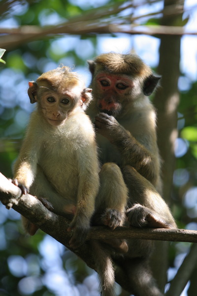 Monkey Badulla.Vodopad Dunginda.
