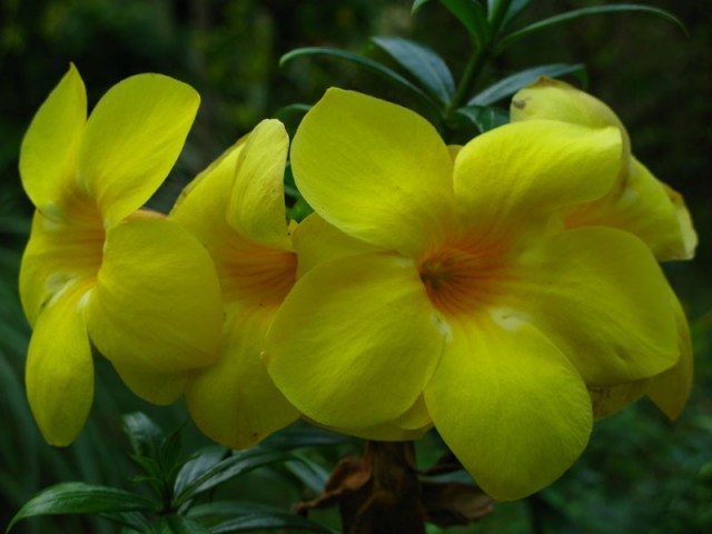 Говорит и показывает ТВ "Чунга-чанга" Говорит и показывает ТВ "Чунга-чанга"