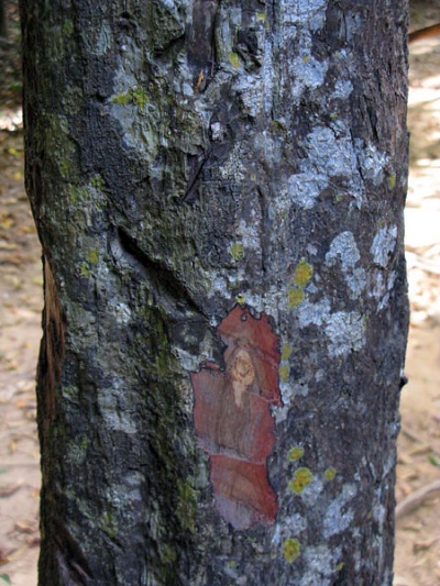     ()  - Diospyros hasseltii