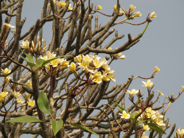 Чампаи Чампаи