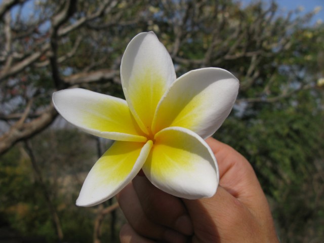 Чампаи Чампаи