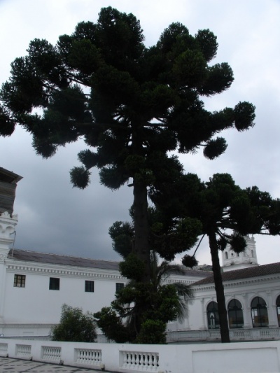 национальное дерево Эквадора