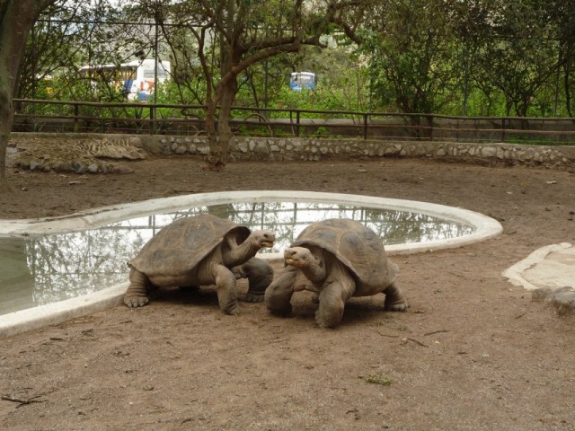 Крутые пацаны. Крутые пацаны.