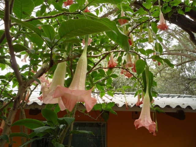 Это дурман. ароматный... дурманящий...:))) Это дурман. ароматный... дурманящий...:)))