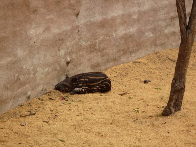 капибарка, маленькая еще. капибарка, маленькая еще.