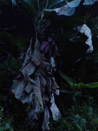 а вокруг бананы цветут... а вокруг бананы цветут...