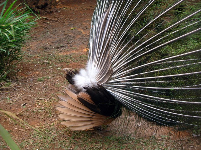 Система перьев, поддерживающая сзади павлиний хвост