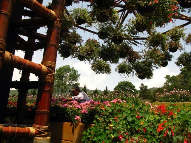 Сады в Дои Анг Канг