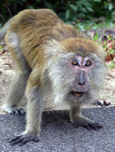 В мире обезьян ангелам не место В мире обезьян ангелам не место