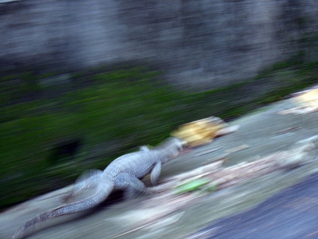 Первая встреча с вараном Первая встреча с вараном