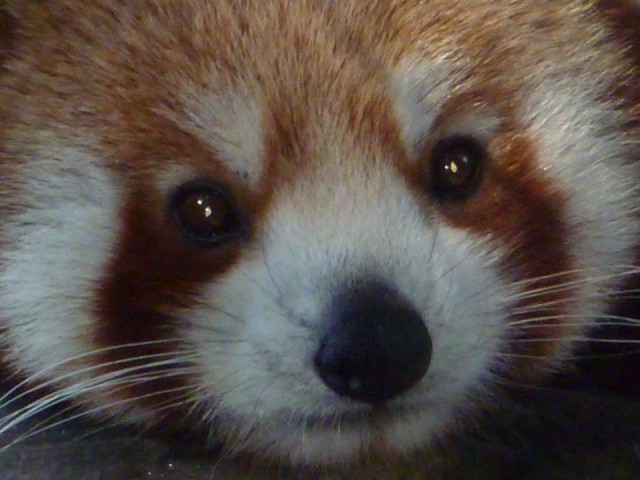 умные  глазки  ....    Red  Panda