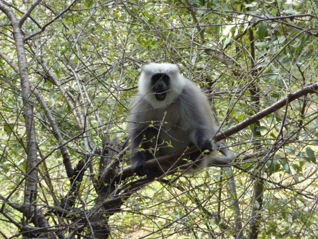 - !  a-a !   -      "o-a"  :)  -        :)))