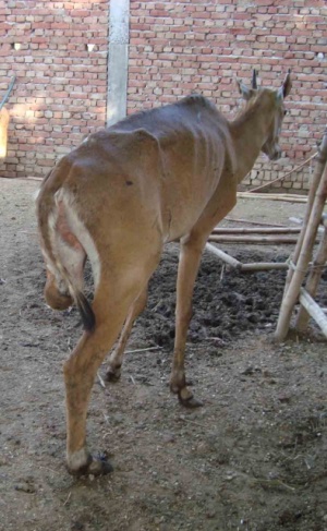 У этой антилопы нет одной ноги
