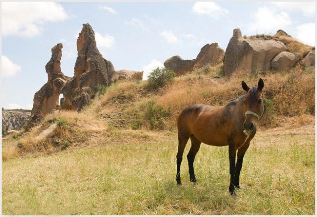   ...   !...,  "equi Palmatii"    ?