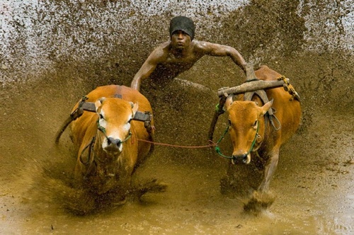 В номинации «Мир в движении» победителем стал снимок "Гонка коров" Мухаммеда Фадля из Индонезии