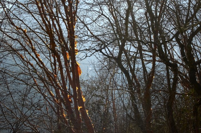 Красноберезовая роща Красноберезовая роща