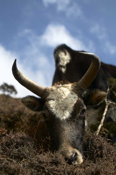 Корова 12-го дня Корова 12-го дня