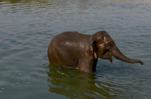 Купание слонов в Читване 1