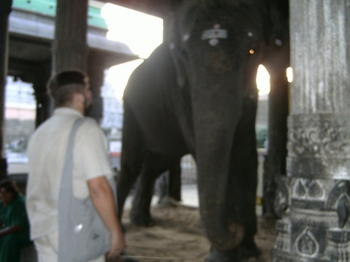 Храмовый слон. Благословляет хоботом по голове